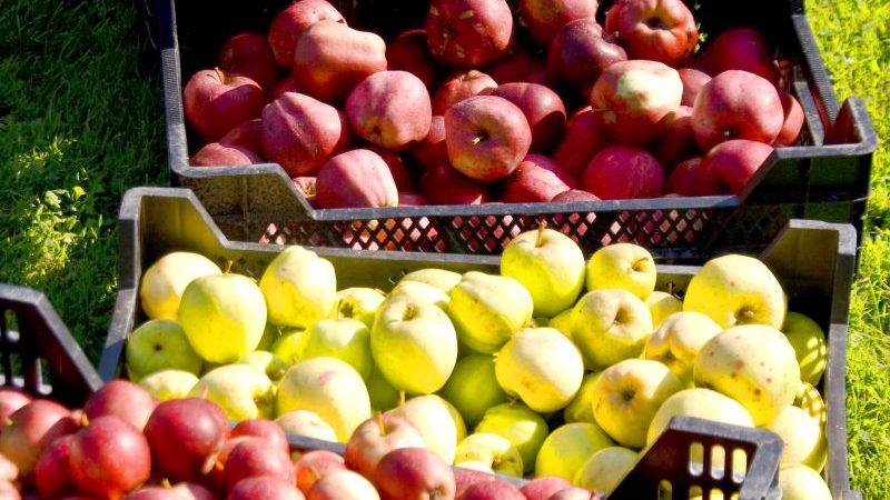 Sunde bæredygtige kostvalg